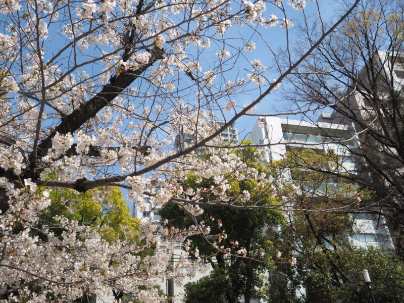 南堀江公園の桜